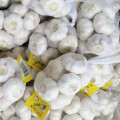 Factory Supply Pure White Garlic 500gx20